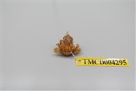 藏品(帶刺併額蟹)的圖片